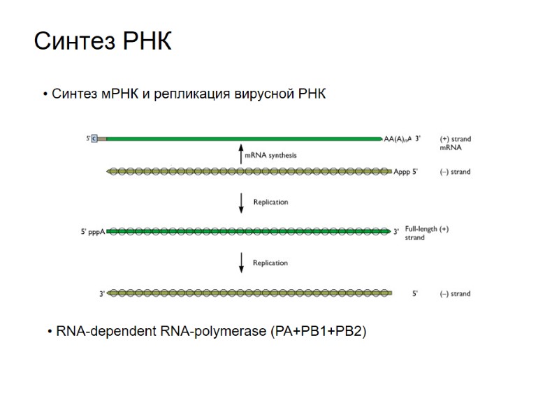 Синтез РНК  Синтез мРНК и репликация вирусной РНК  RNA-dependent RNA-polymerase (PA+PB1+PB2)